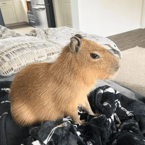 😍 CAPYBARAS 😍 3
