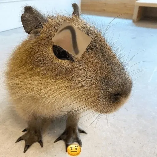 Capibara 🧸✨ 3