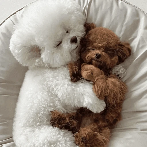 🐶 TÚ Y YO VERSIÓN PERRITOS 🐾 2