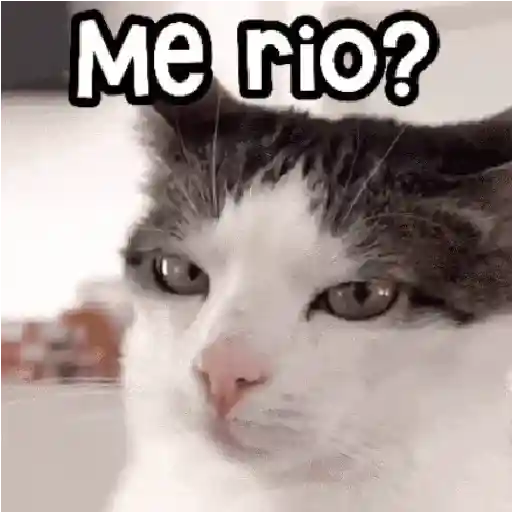😻 Michis RANDOM🐾 3