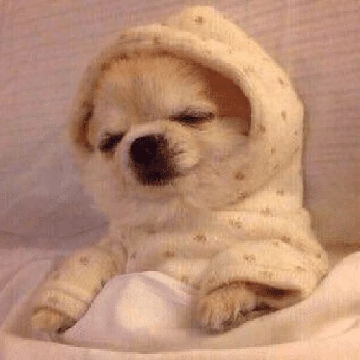 Perritos que tienen frío❄️✨ 3