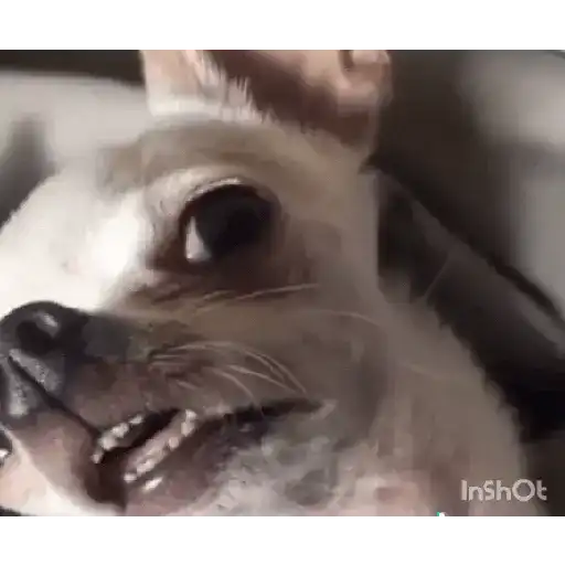 REAÇÕES tiktok 🙄 18
