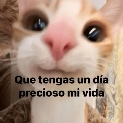 Gatos con frasecitas💬🩷 13