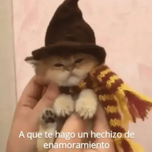 Michis Para Contestar 🐈⬛ 14