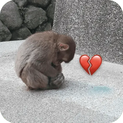 🐒 واکنش‌های میمون‌ها 🐒 2