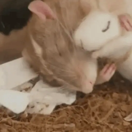 🐀 RATITAS PAL CHAT 🐀 13