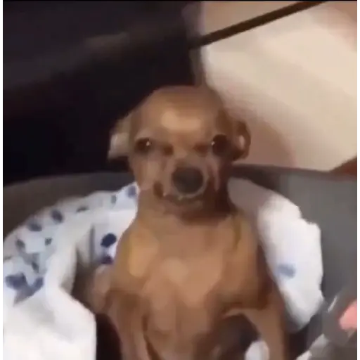 perro chihuahua gracioso 4