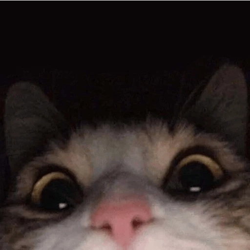 Sabes que te falta? Estos 😸 26