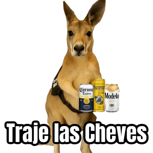 🦘Memes canguro 🦘😂 12