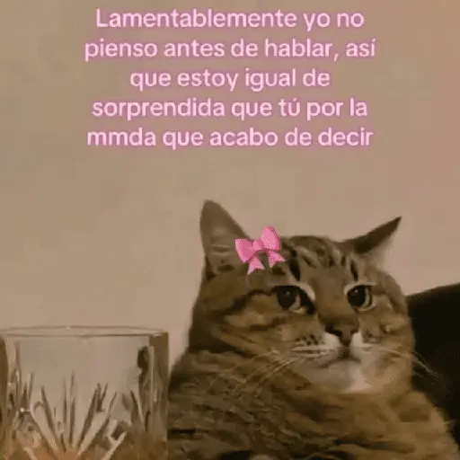 Gatos con frasecitas💬🩷 3