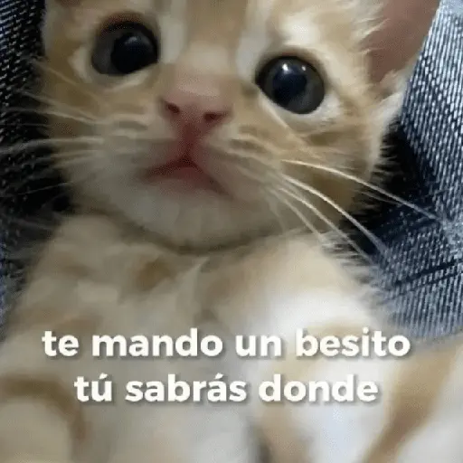 Gatos con frasecitas💬🩷 6