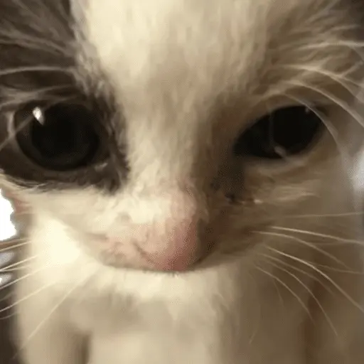 😸 Te lo digo con un gato 😸 14