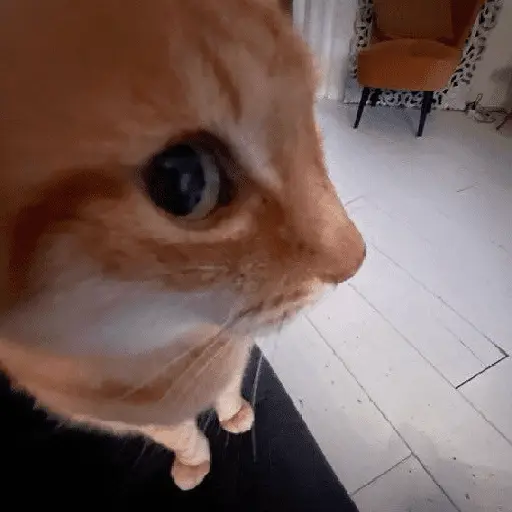 Gatinhos memes 21