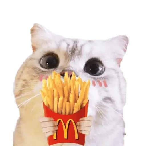 Michis random🐈🐈⬛ 8