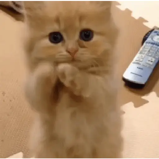 🩷Gatitos Animados 🐱🥛 1