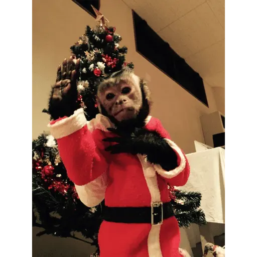 Monos navideños😜😙 10