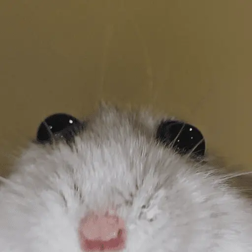 🐹 HAMSTERS MOODCITOS 🐹 5