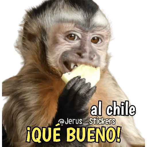 Monos y frases 💬🙊 1