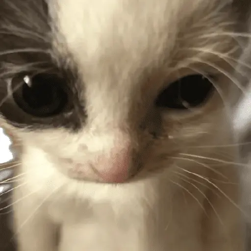 🐾 Gatitos Anti-depresivos 😺