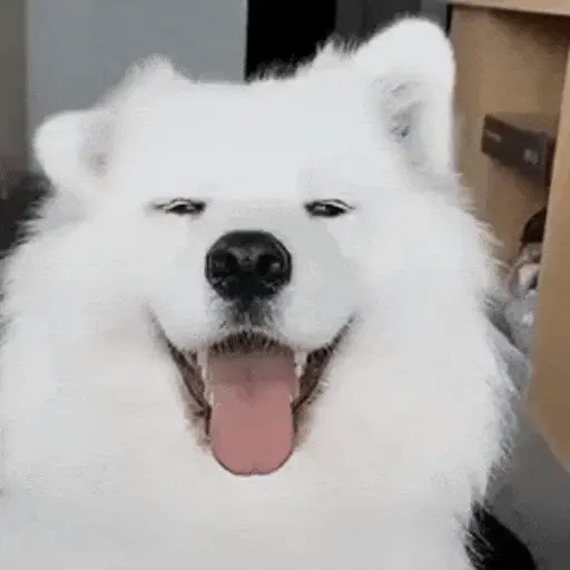 Perros Reacciones🐕🦴 21