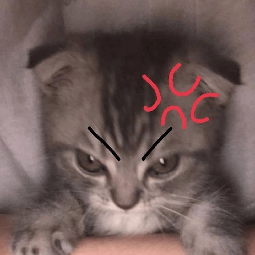 kucing marah 1