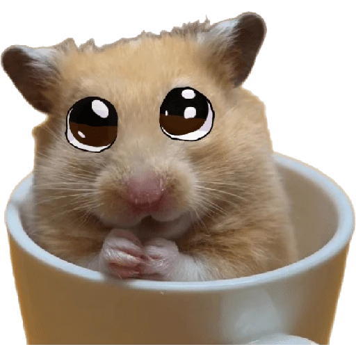 Hamsters ❤️ 8